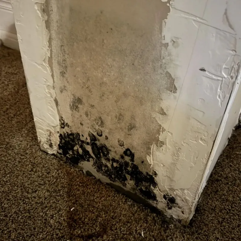 Professional Mold Removal in Lander, WY